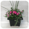 Square Sun arrangement - Pink Geranium, Pink Calibrachoa and Blue Verbena