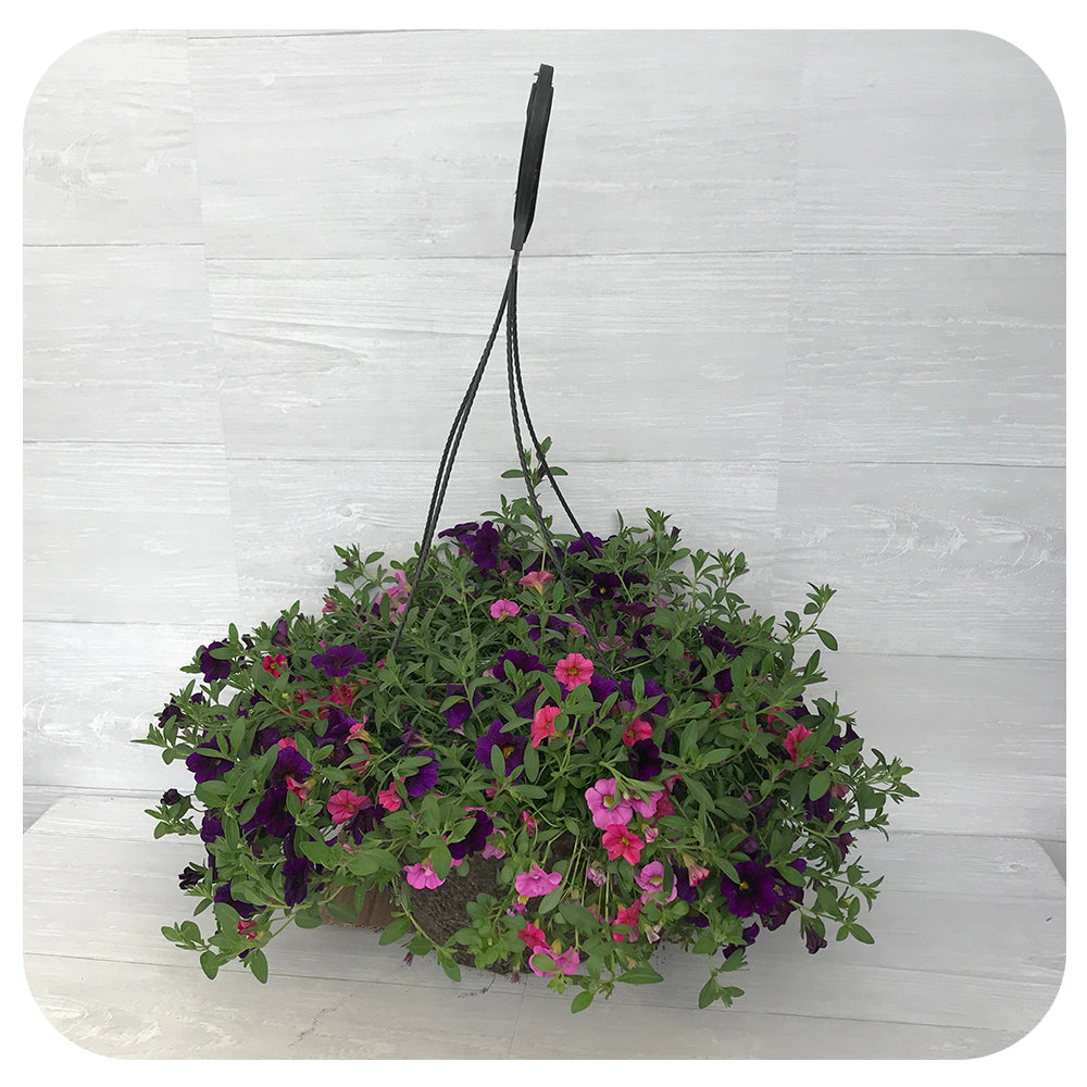 Hanging Basket Sun - Calibrachoa Pink and Dark Blue