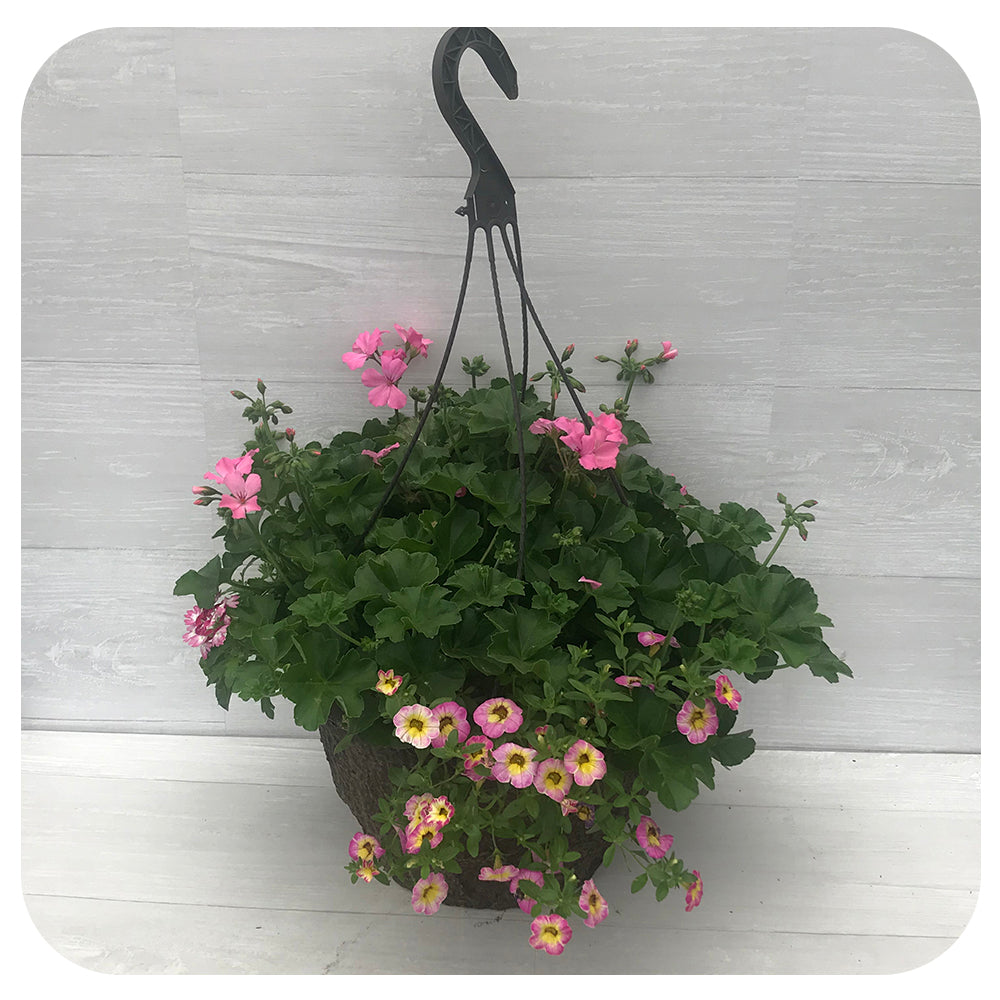 Hanging Basket Sun - Light Pink with Pink Calibrachoa