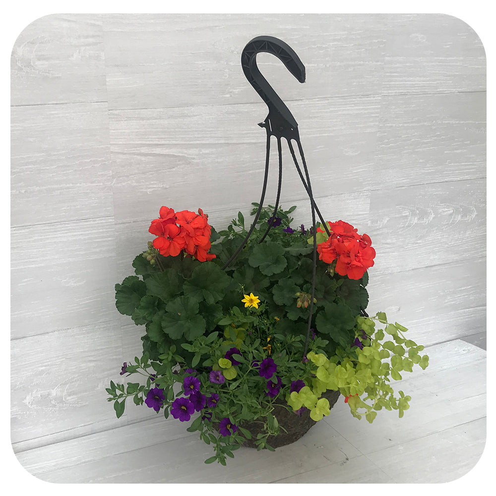 Hanging Basket Sun - Orange with Creeping Jenny and Dark Blue Calibrachoa