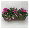Window Box Sun - Pink with Pink Star Cal and Blue Verbena