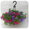 Hanging Basket Sun - Petunia Mix (purple, pink, white)