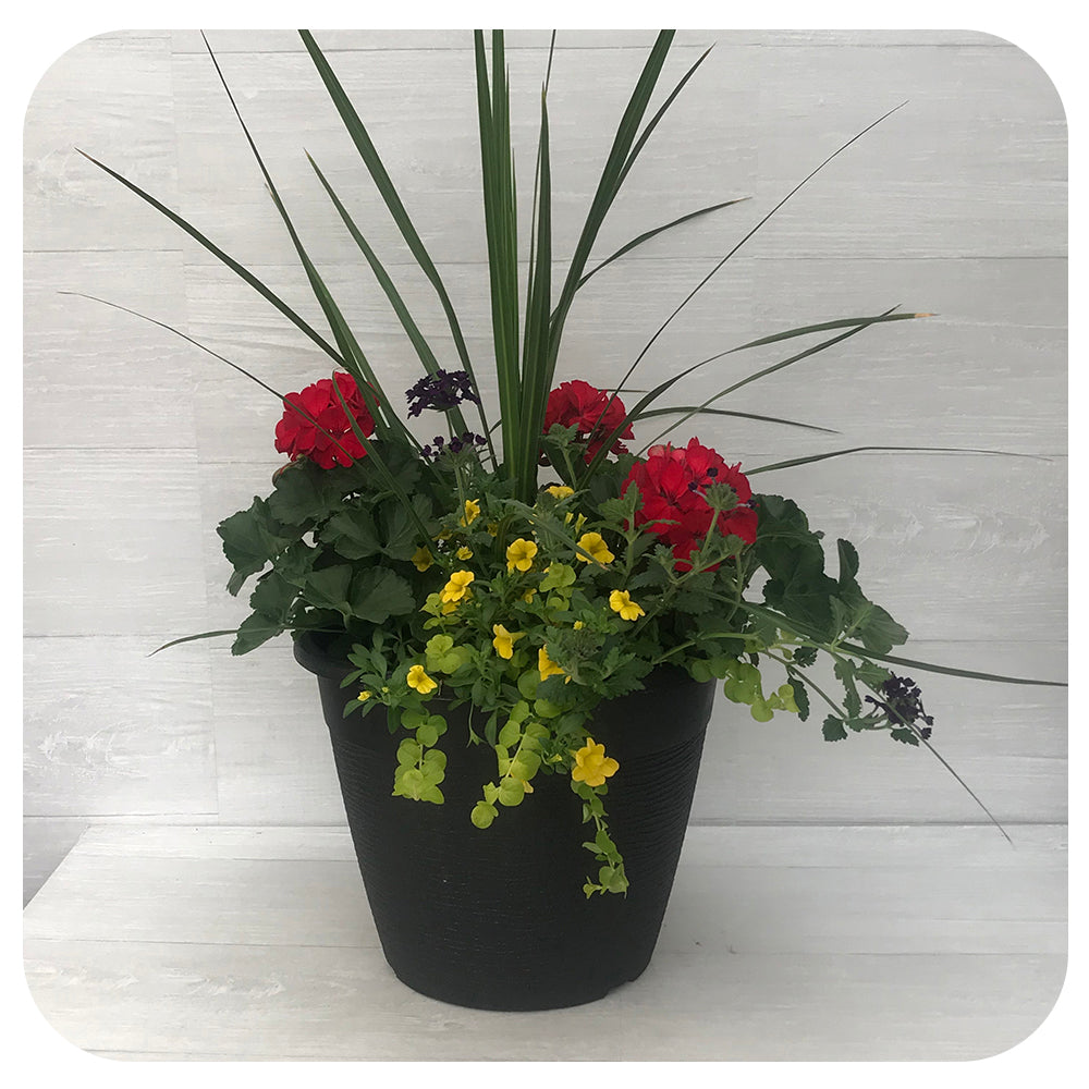 Sun arrangement round - Red with Yellow calibrachoa