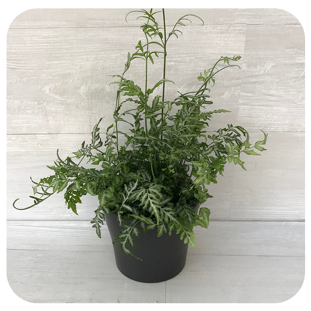 Silver Lace Fern (Pteris ensiformis)