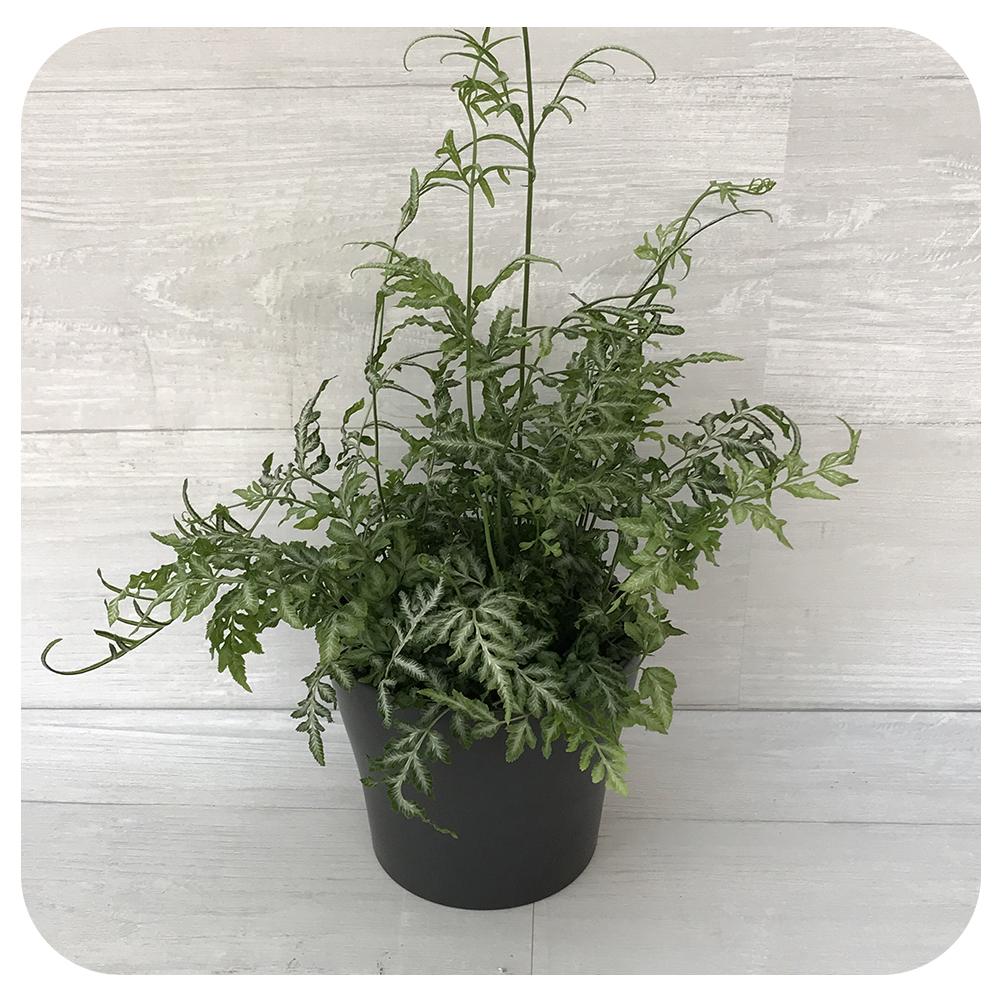 Silver Lace Fern (Pteris ensiformis)