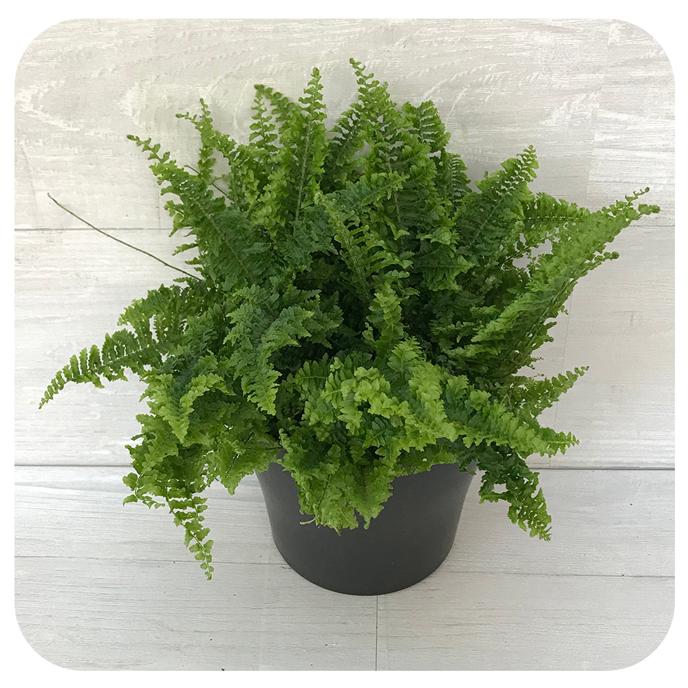 Fern 'Fluffy Ruffles'