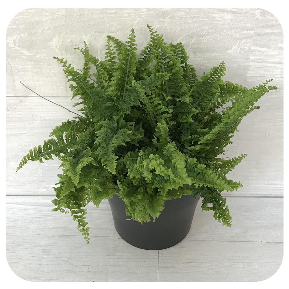 Fern 'Fluffy Ruffles'