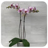 Orchid - Soft Pink w. Purple Double (Phalaenopsis)