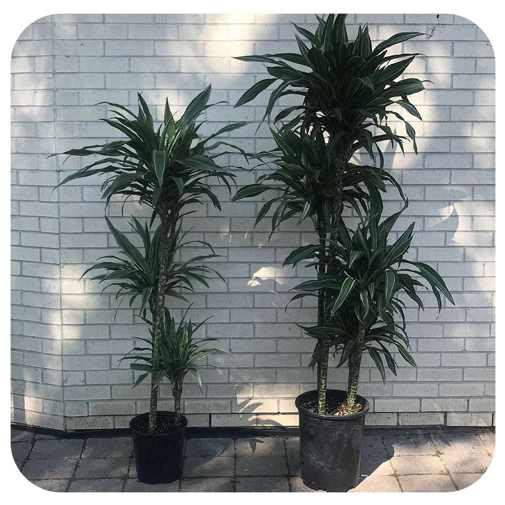 dracaena ulysses Dracaena Ulises
