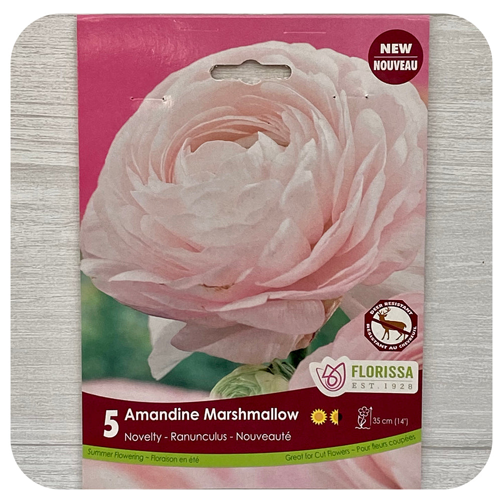 Ranunculus 'Amandine Marshmallow'