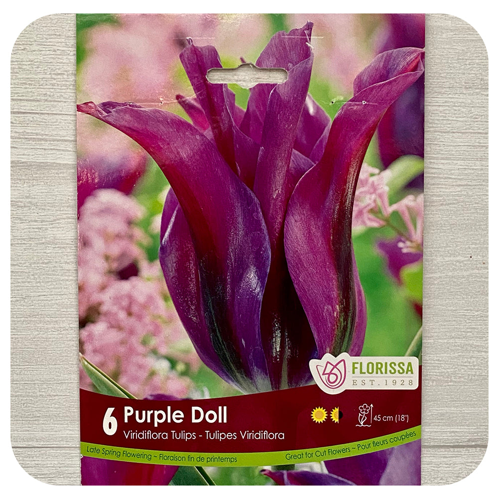 Tulip 'Purple Doll'