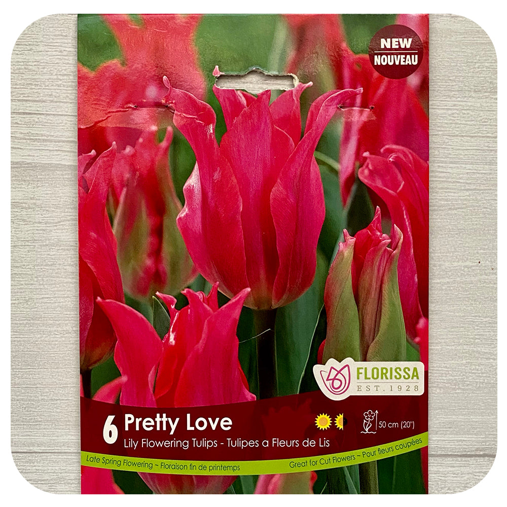 Tulip 'Pretty Love'