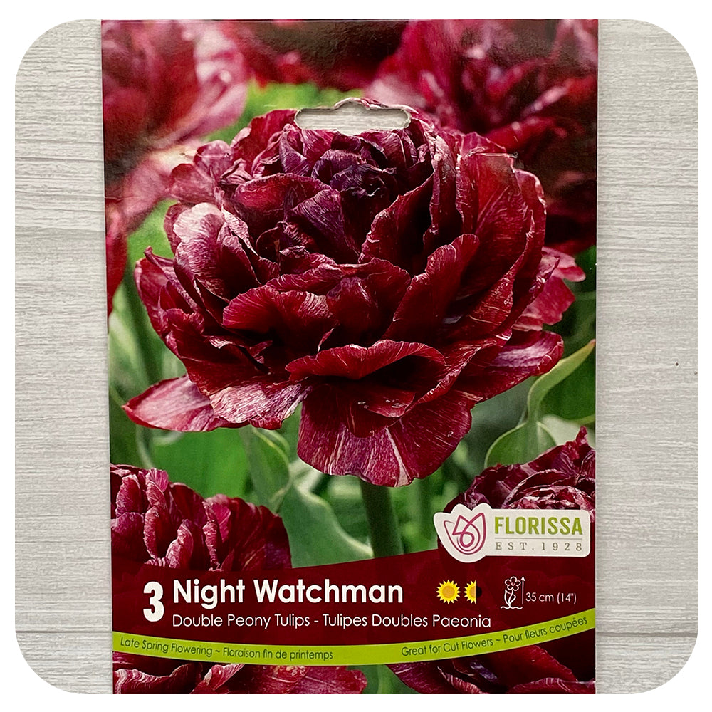 Tulip 'Double Peony Night Watchman'