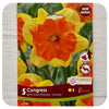 Daffodil 'Congress' (Narcissus)