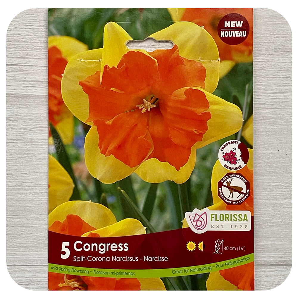 Daffodil 'Congress' (Narcissus)