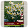 Daffodil 'Canaliculatus' (Narcissus)