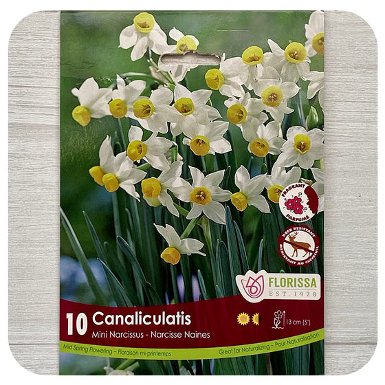 Daffodil 'Canaliculatus' (Narcissus)