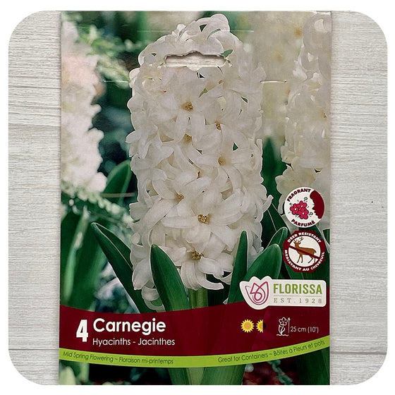 Hyacinth 'Carnegie”