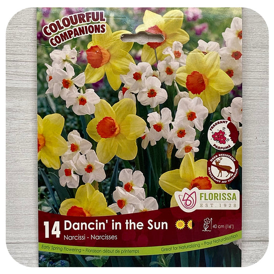 Daffodil Mix 'Dancin in the Sun'