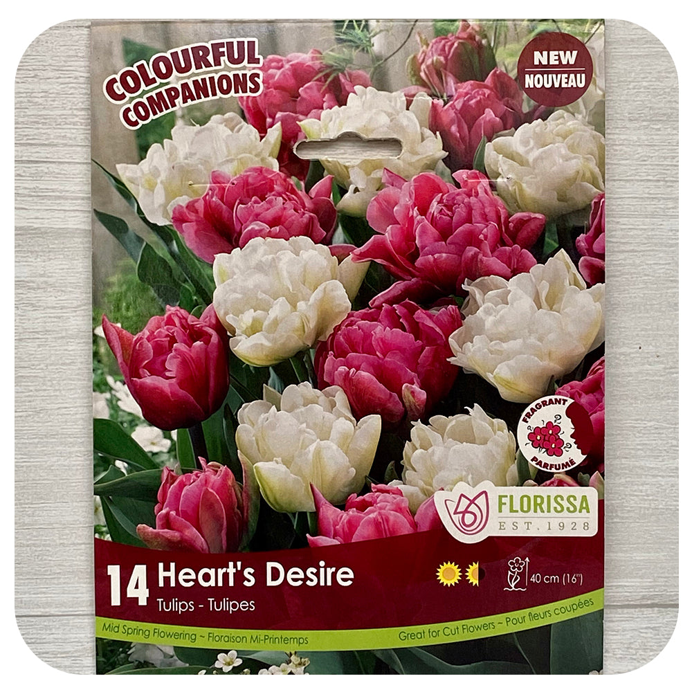 Tulip Mix 'Heart's Desire'