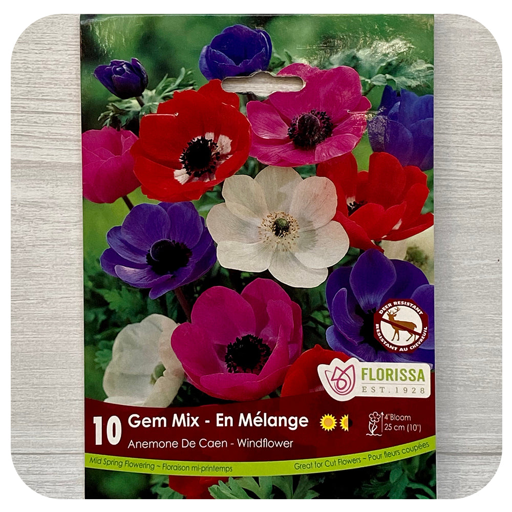 Anemone De Caen Mix