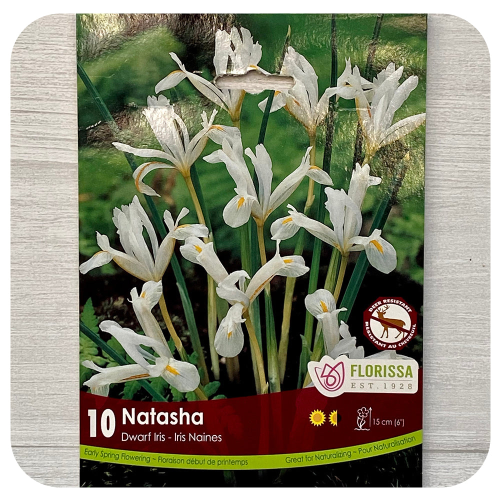 Dwarf Iris "Natasha'