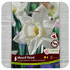 Daffodil 'Mount Hood' (Narcissus)