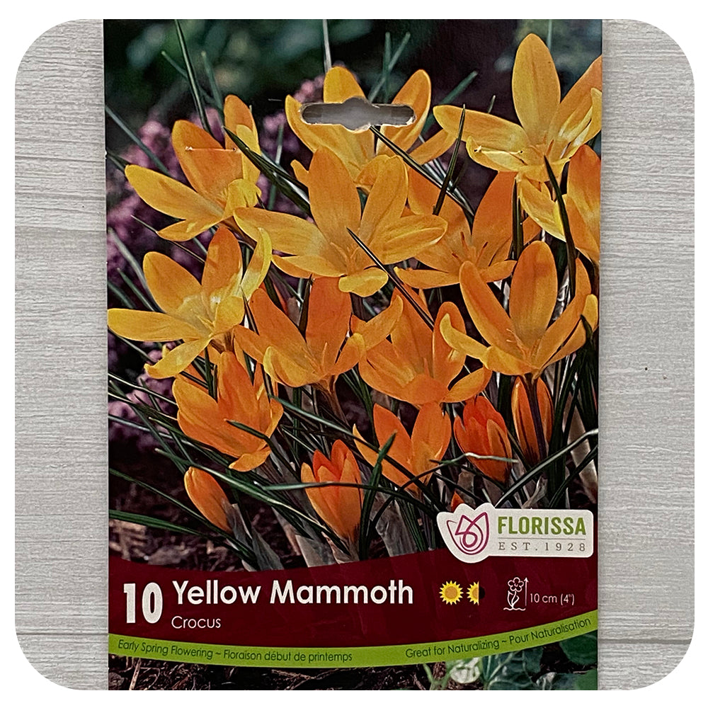 Crocus 'Yellow Mammoth'