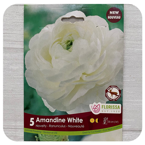 Ranunculus 'Amandine White'