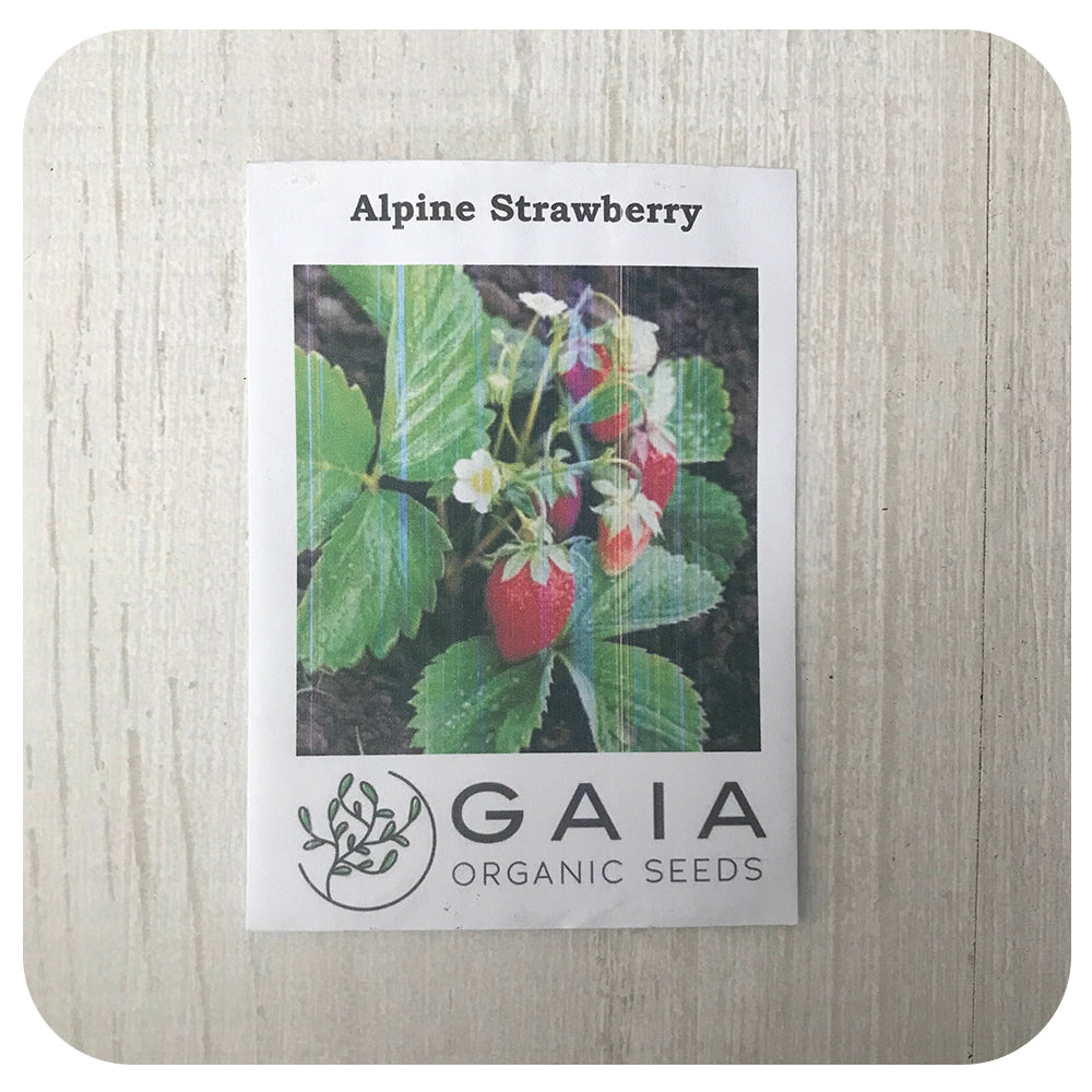 organic alpine strawberry seeds Strawberry Alpine Seeds (Organic)