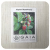 Strawberry Alpine Seeds (Organic)