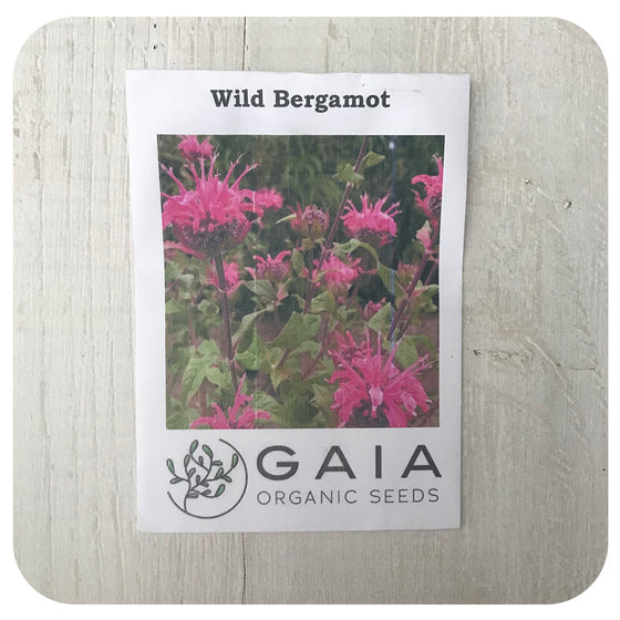 Wild Bergamot Seeds (Organic)
