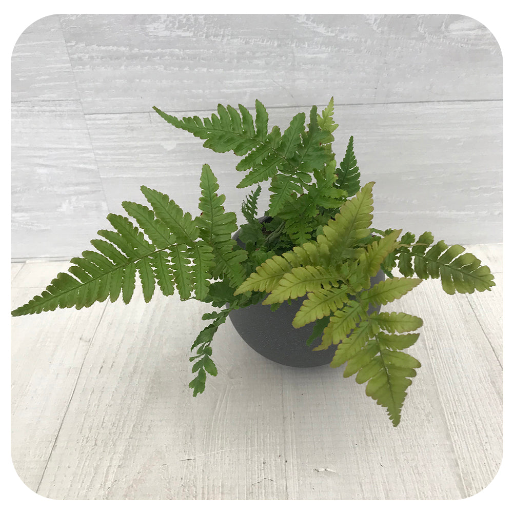 Autumn Fern