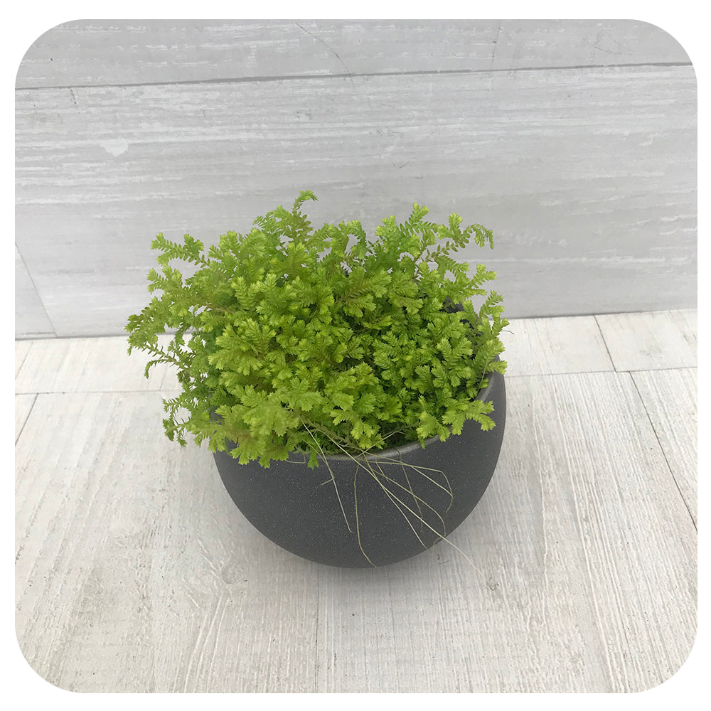 Club Moss Fern (Selaginella Kraussiana)