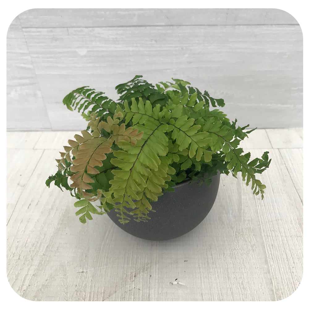 Maidenhair Rosy Fern