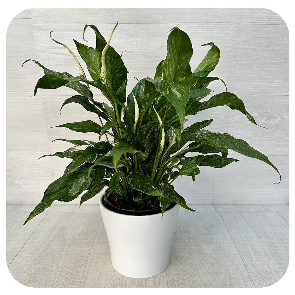 Peace Lily (Spathiphyllum)