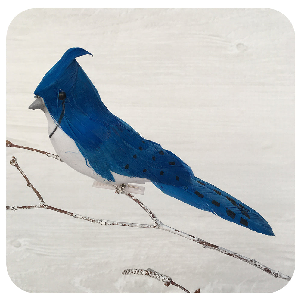 Blue Jay Clip