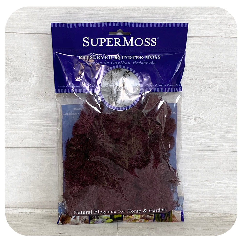 Reindeer Moss