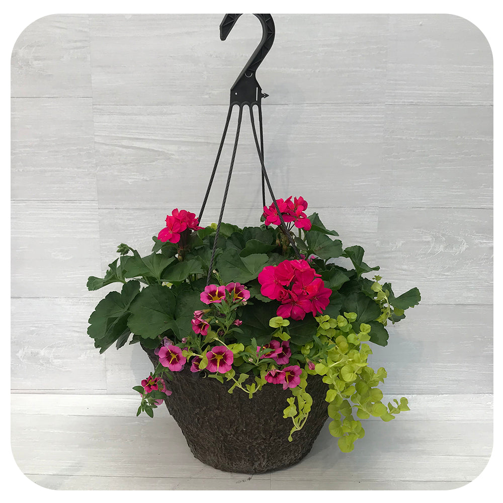 Hanging Basket Sun - Magenta Geranium with Creeping Jenny Mix