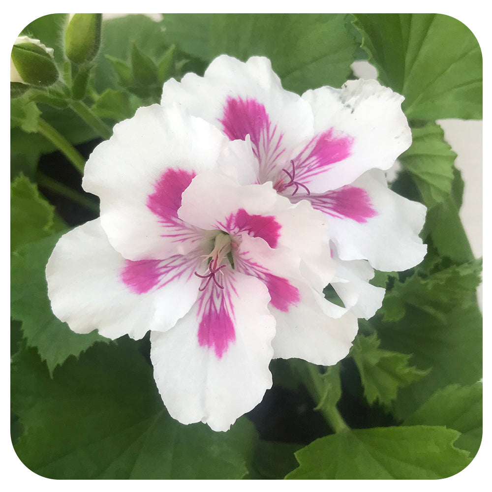 Geranium Regal - (Martha Washington)