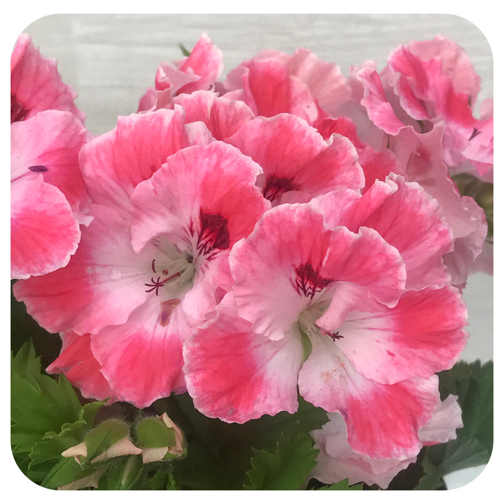 Geranium Regal - (Martha Washington)