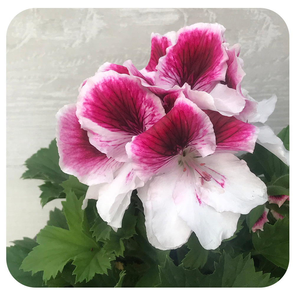 Geranium Regal - (Martha Washington)