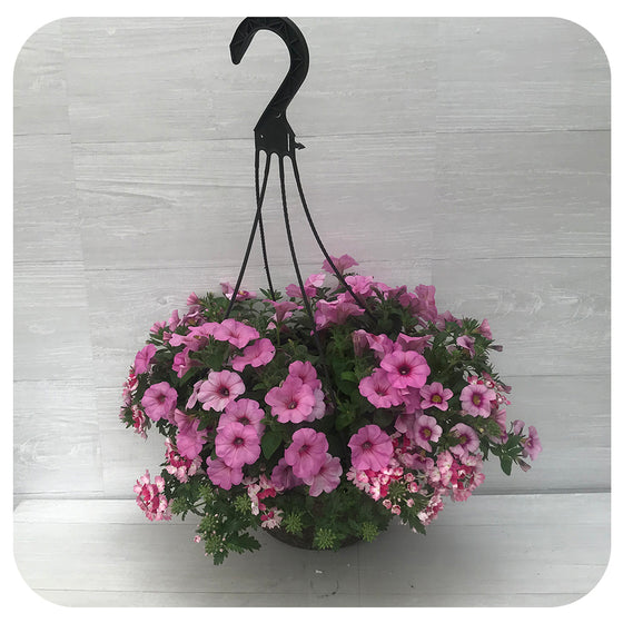 Hanging Basket Sun - Petunia Pink Mix