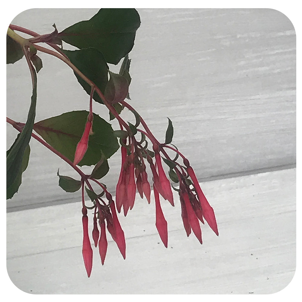 Fuchsia Hanging Basket