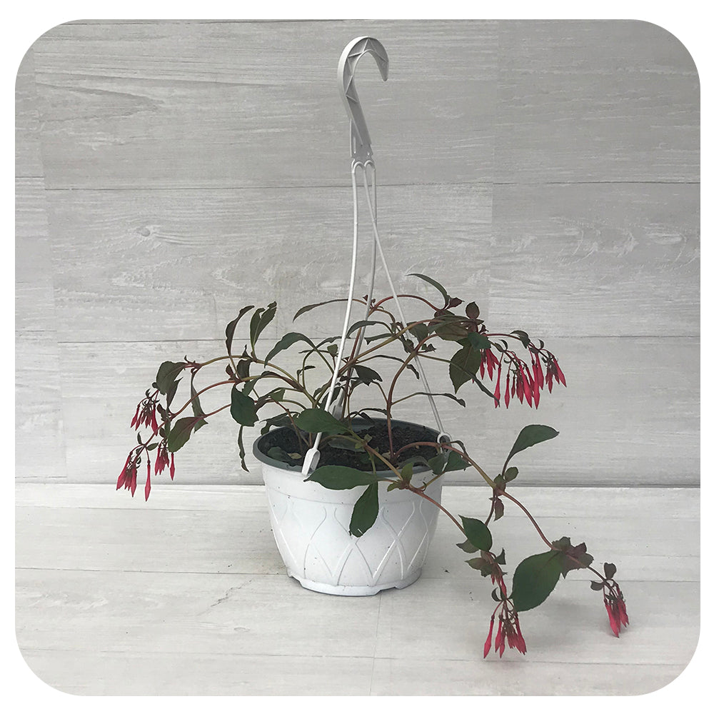 Fuchsia Hanging Basket