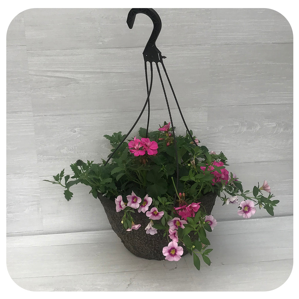 Hanging Basket Sun - Pink with Pink Calibrachoa