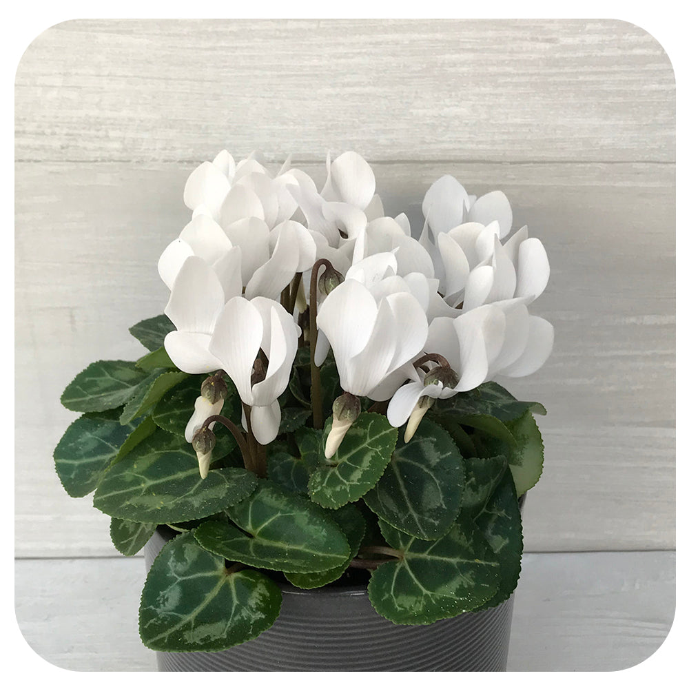 Cyclamen