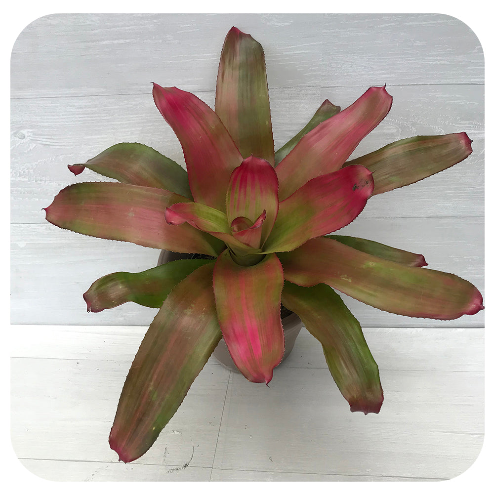 Bromeliad  Neoregelia 'Autumn Rain'