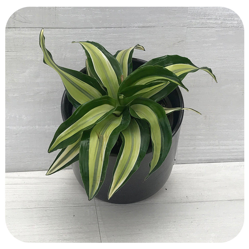 dracaena fragrans malaika Dracaena Malaika