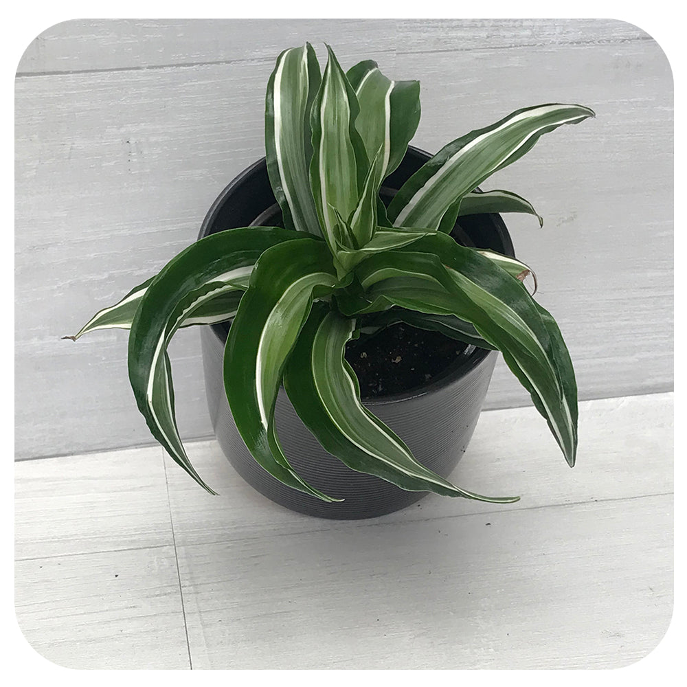 dracaena kanzi Dracaena Kanzi